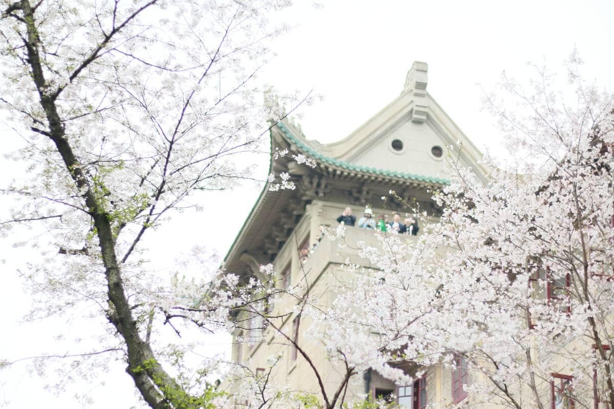 武汉樱花：6大武汉樱花景点大公开！附武汉大学樱花预约攻略