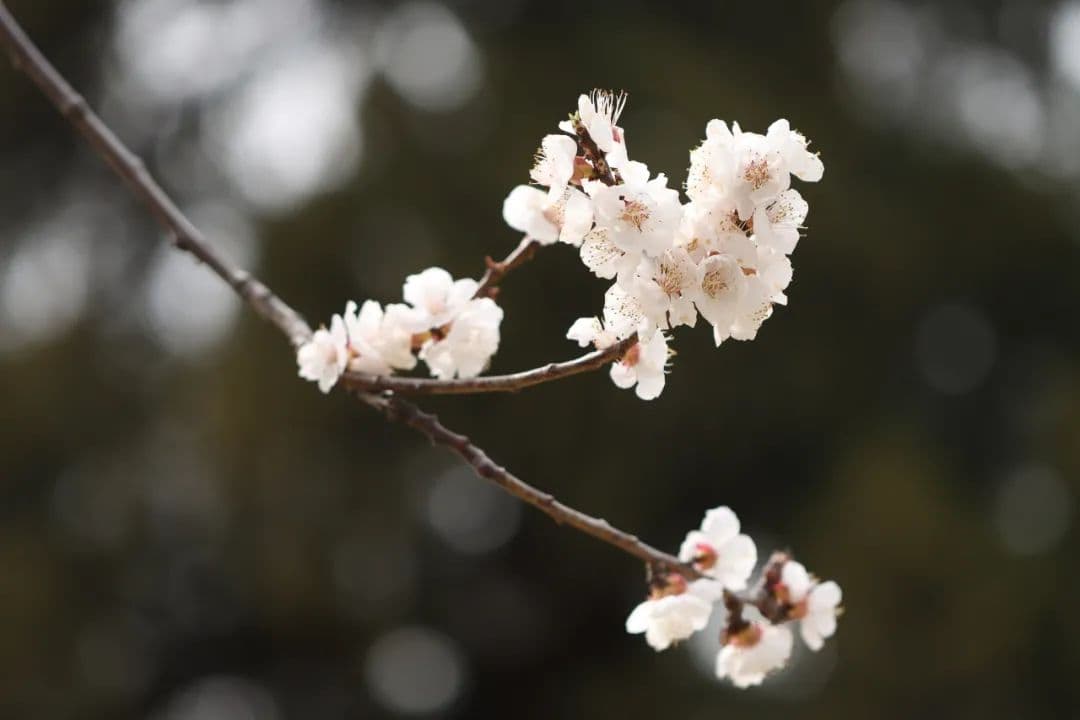 天坛公园赏花攻略