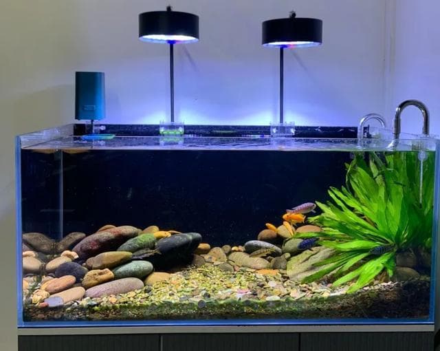 如何选择合适的鱼缸灯：LED灯、紫外线灯和卤素灯的优缺点及功率选择指南