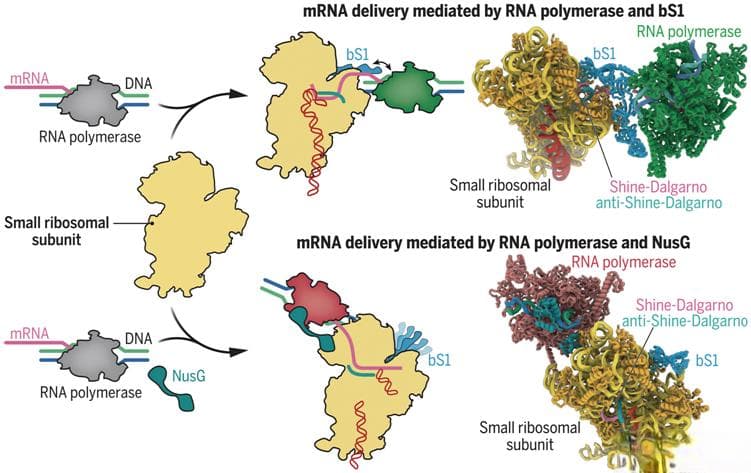 Science：在分子水平上揭示细菌核糖体招募mRNA的机制