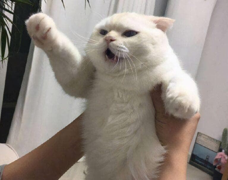 怎么抱猫咪它会舒服（抱猫的正确姿势与错误姿势）