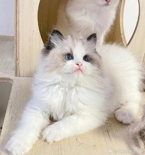 如何描写小猫外形：萌翻你的写作技巧详解！