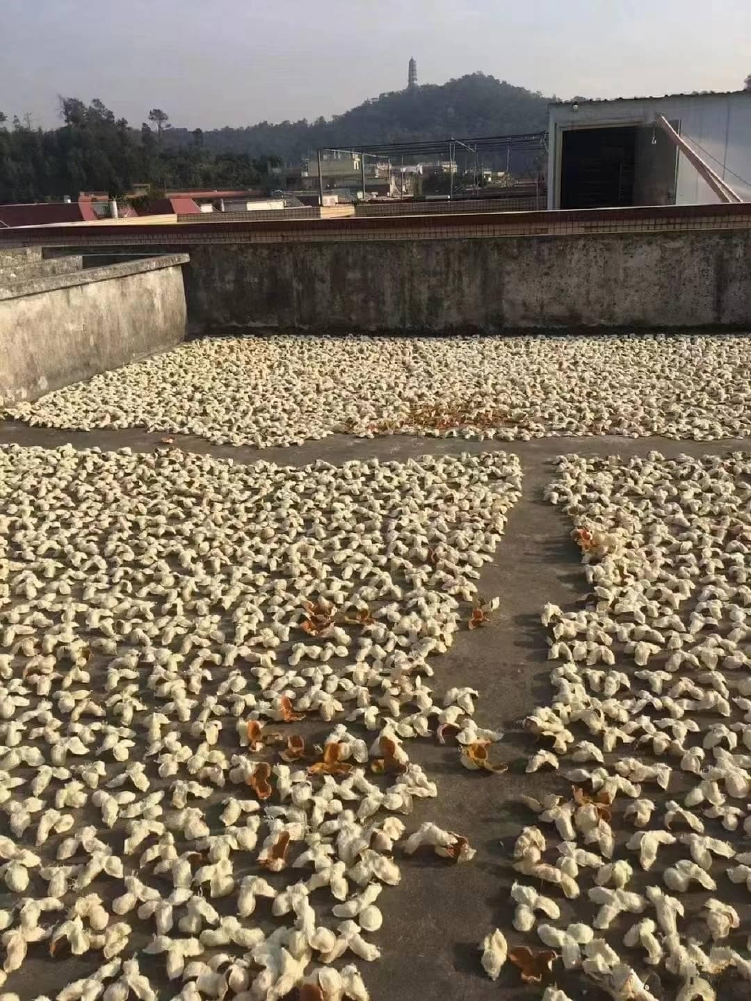 如何挑选正宗新会陈皮？这些选购技巧请收好！