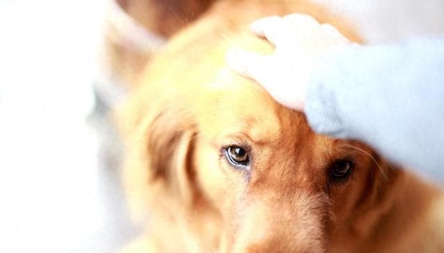 狗狗大便干硬怎么办？全方位解决策略与健康调理方案