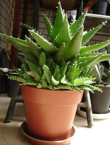 8种实用植物推荐：净化空气、杀菌消毒，让家居环境更健康