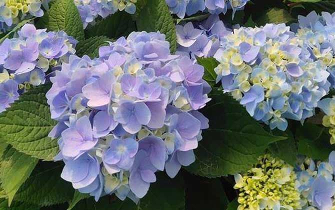绣球花是什么植物？从物种到生长习性的全面解析