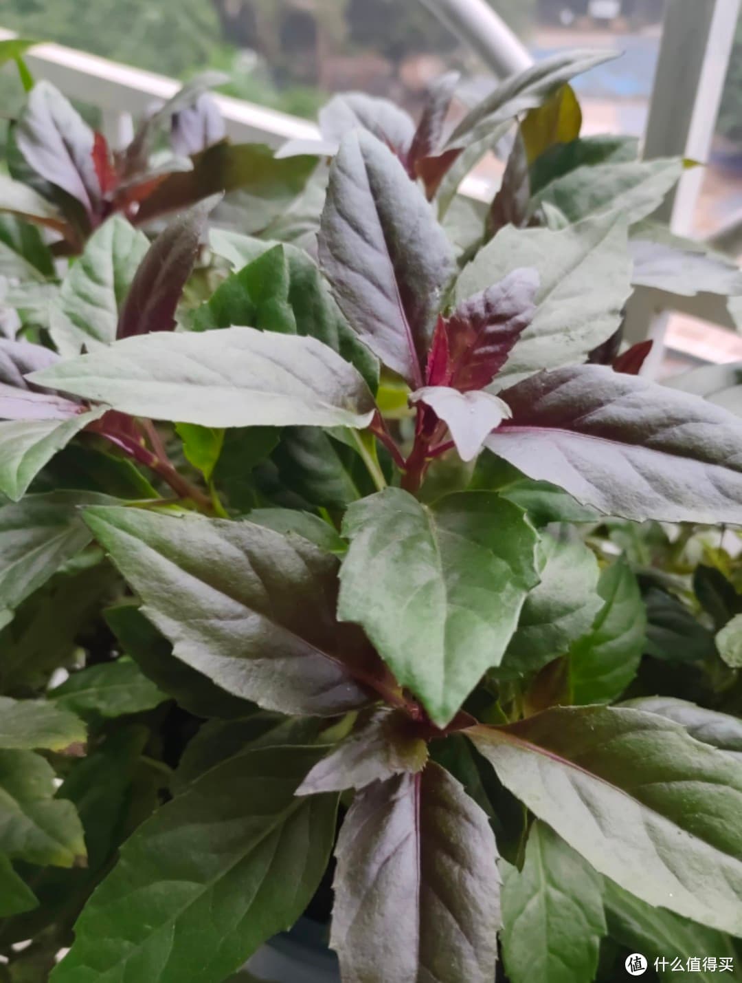 紫背菜：一种兼具食用与观赏价值的野菜