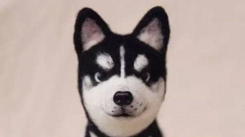 狗狗不舒服的表现有哪些？如何判断狗狗的不适部位？