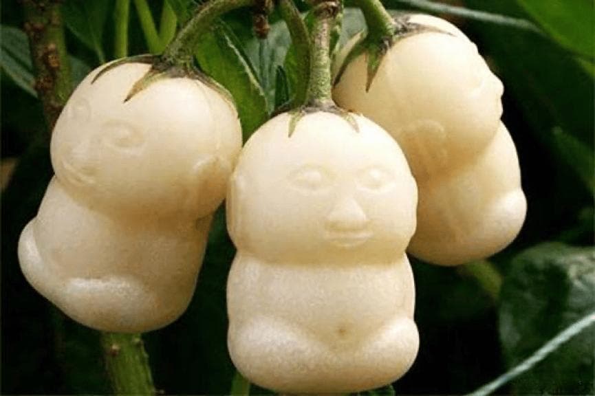 为何妖怪只盯唐僧肉，不去抢人参果？