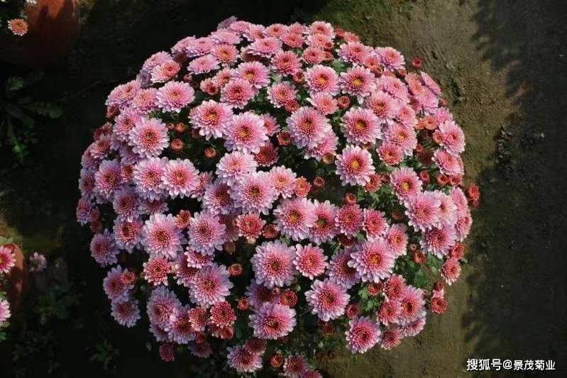 菊花要怎么养护呢