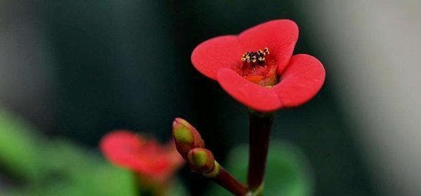 虎刺梅花语的由来与意义