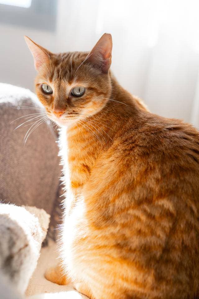 为何你的小猫咪偏爱趴在你腿上打盹？