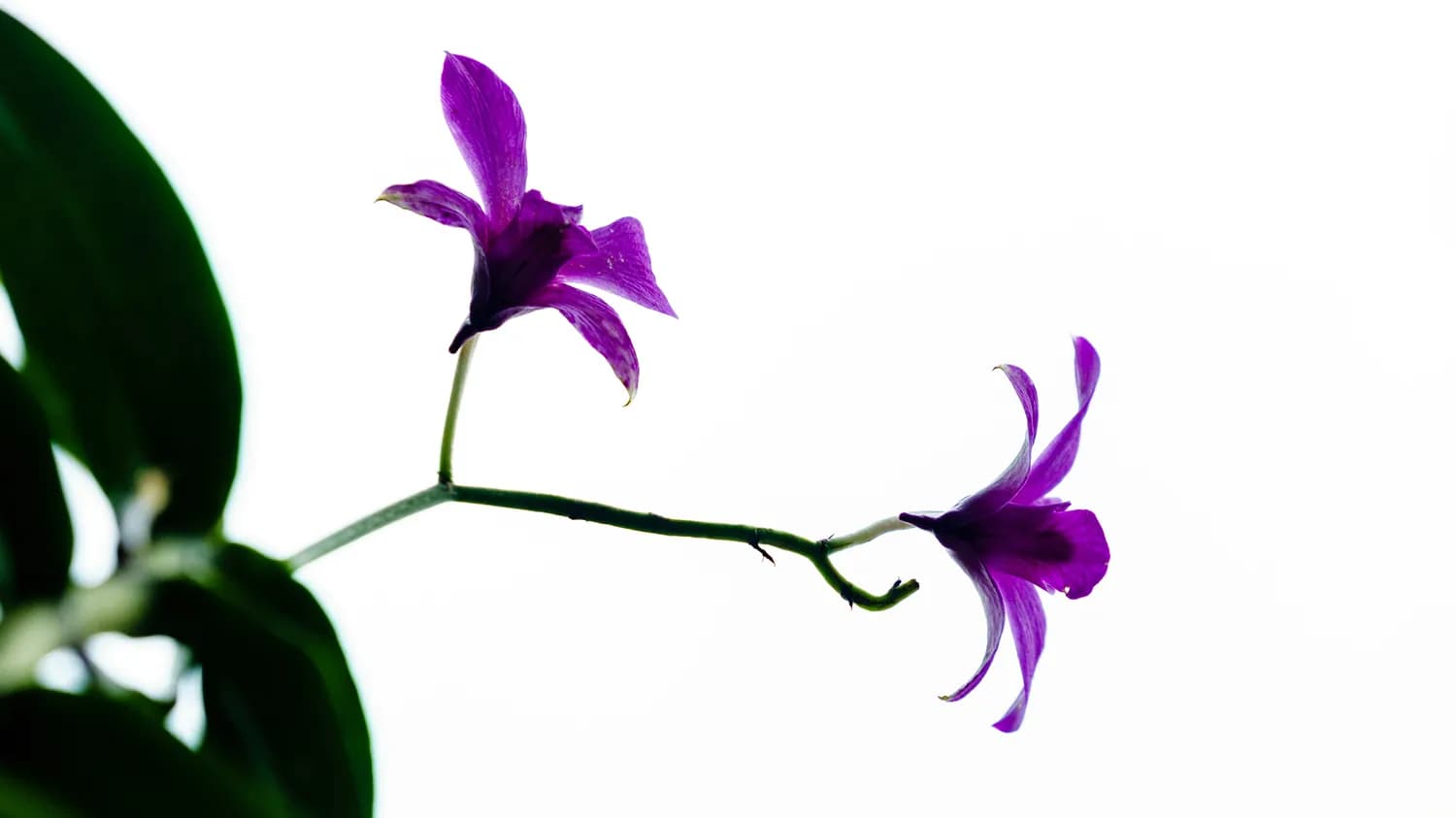 《剑来》马兰花成河神背后的文化深意