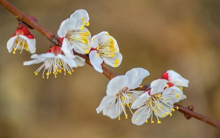 智者大师出生地“荆州华容县”历史文献辑要