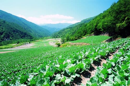 西红柿菜地设计效果图，打造田园风格的种植园