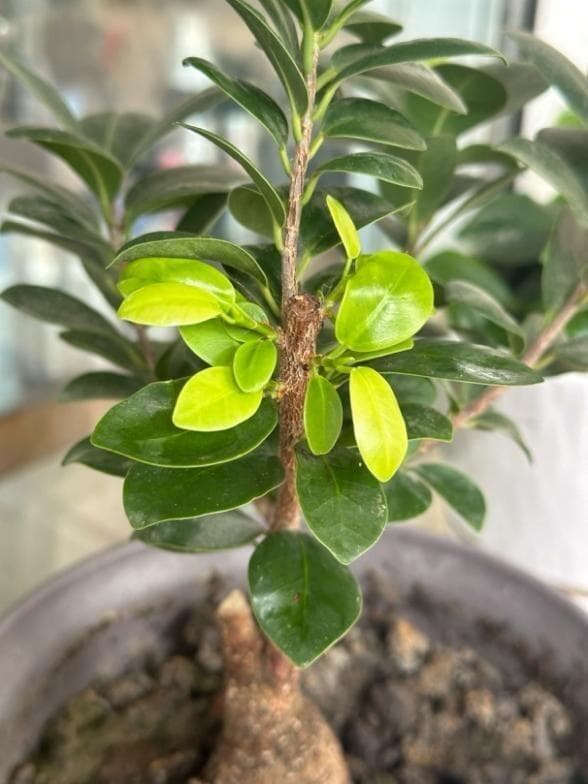 破解生命谜题，植物为什么可以再生？