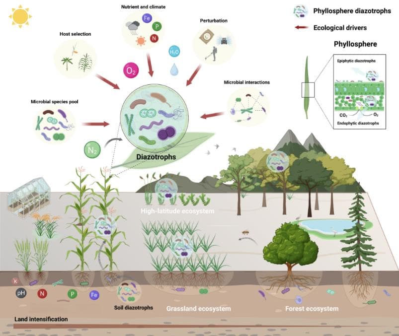 土壤环境科学与技术实验室在植物固氮微生物组研究中取得进展