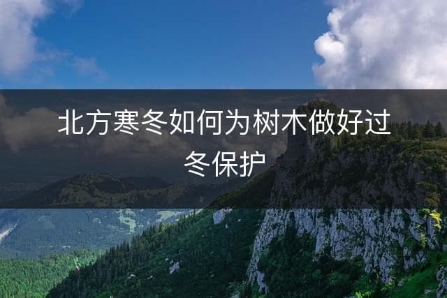 北方寒冬如何为树木做好过冬保护