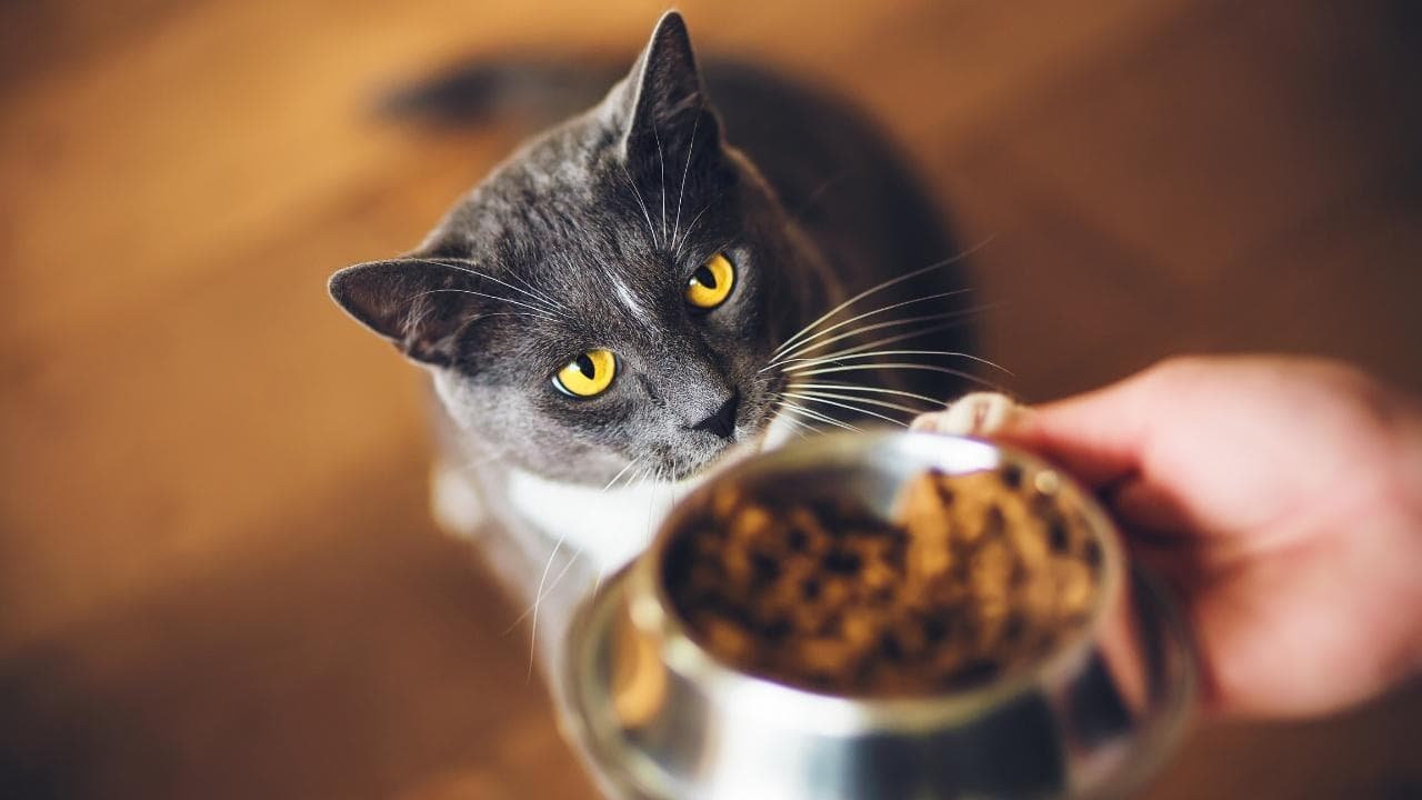 宠物非常挑食怎么解决
