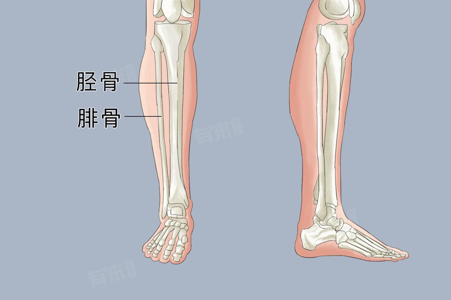 踮脚尖锻炼对身体有什么好处