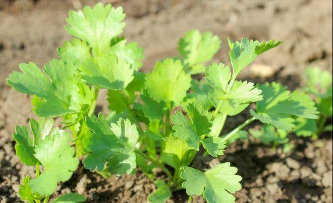 香菜种植方法全过程