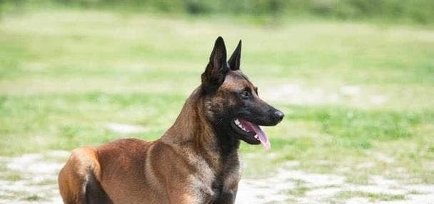 中国的名犬品种及其特点（探寻中国养犬文化的瑰宝）