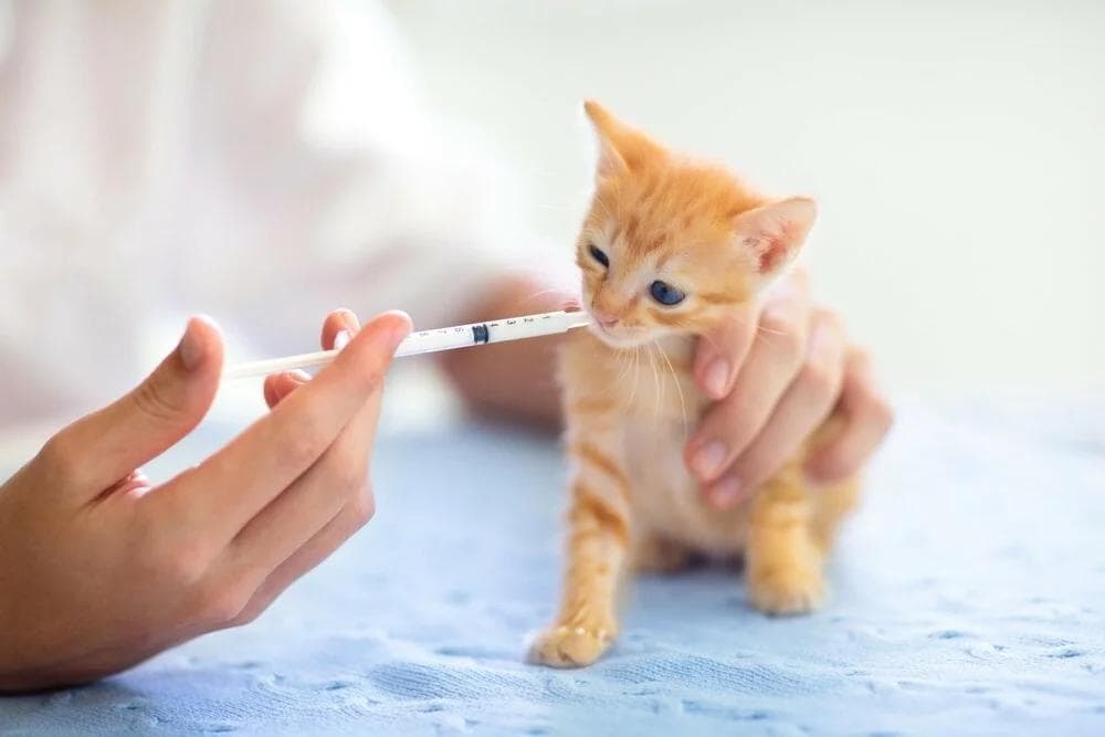 猫感冒会自己好吗？一直不好怎么办？8 大病症 + 照顾方法