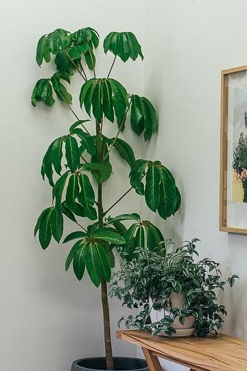 鹅掌柴：一种常见的观赏与药用植物