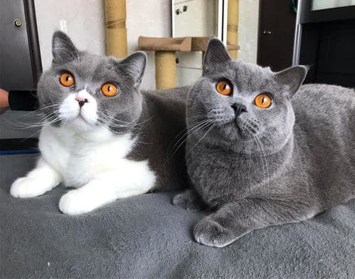 宠物猫和谐相处需耐心培养