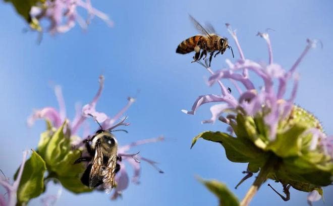 动物社会也可以累积出文化吗？Nature 研究表明大黄蜂也懂社会学习