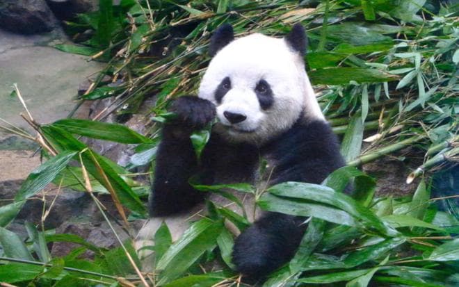 游北京动物园：国宝熊猫、海洋生物等你来