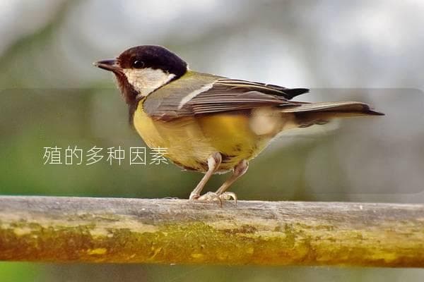 鹦鹉为什么不下蛋？探讨影响鹦鹉繁殖的多种因素