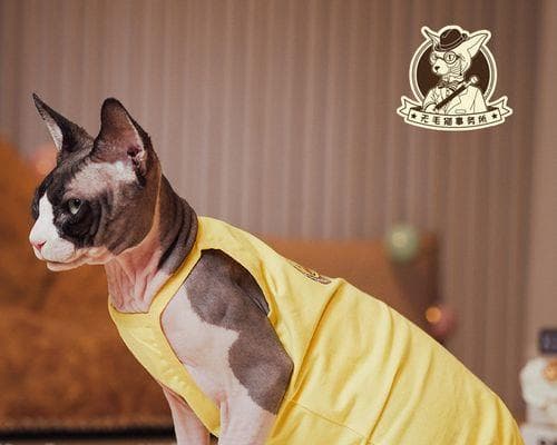 怎样看出猫咪的年龄？猫咪年龄判断的简单方法是什么？
