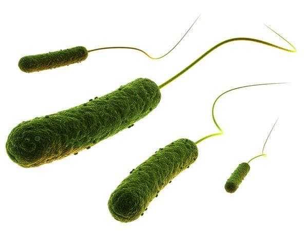 大肠杆菌感染的5种治疗方法