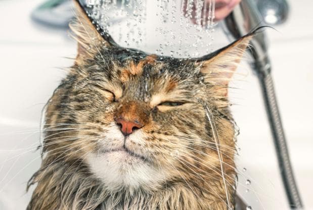 猫咪洗澡的频率：不同情况下的建议
