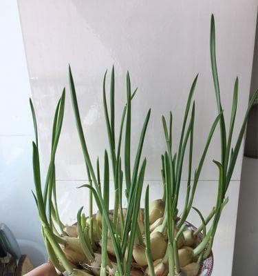 大蒜的播种时间与注意事项（如何选择最佳的种植时期）