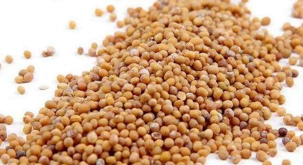 揭秘白芥子：从植物特征到应用价值