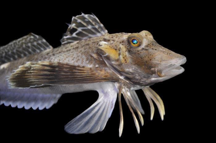 这种鱼有腿，能在海底“行走”或“挖掘食物” | Current Biology