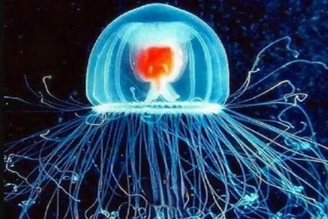 揭秘灯塔水母：海洋中的永生之谜