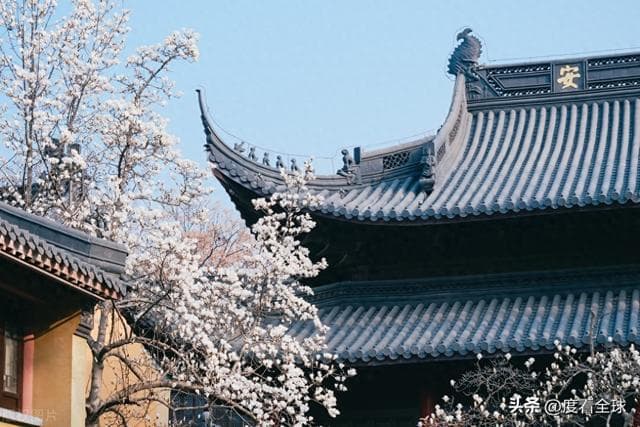 金陵春信至，灵谷玉兰开：赴一场古寺与繁花的约会！