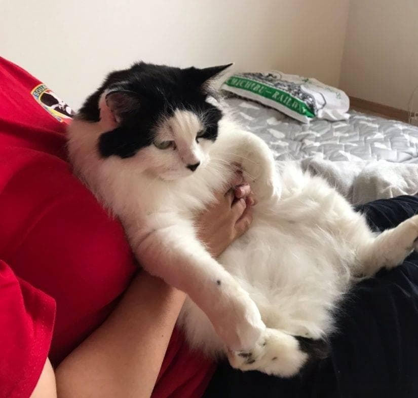 猫咪行为大揭秘：铲屎官必备的行为理解指南
