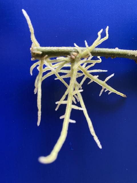 王莲怎么繁殖后代，通过播种繁殖/比陆生植物繁殖难