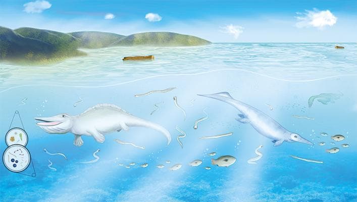 鳗鱼类软体生物或是湖北鳄的食物来源