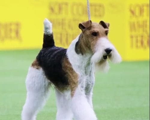刚毛猎狐梗饲养指南：从购买到日常护理的全方位指南