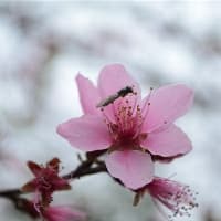 梅花怎么管理