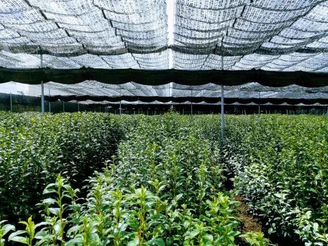 抹茶是下午3点喝的，人是凌晨3点还睡不着的