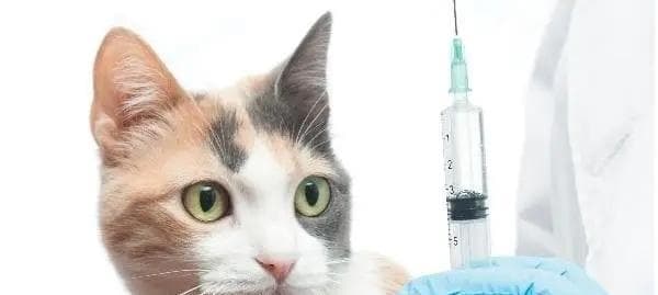 猫咪气管炎全面指南（如何识别）