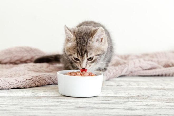 两个月大的猫咪呕吐是怎么回事