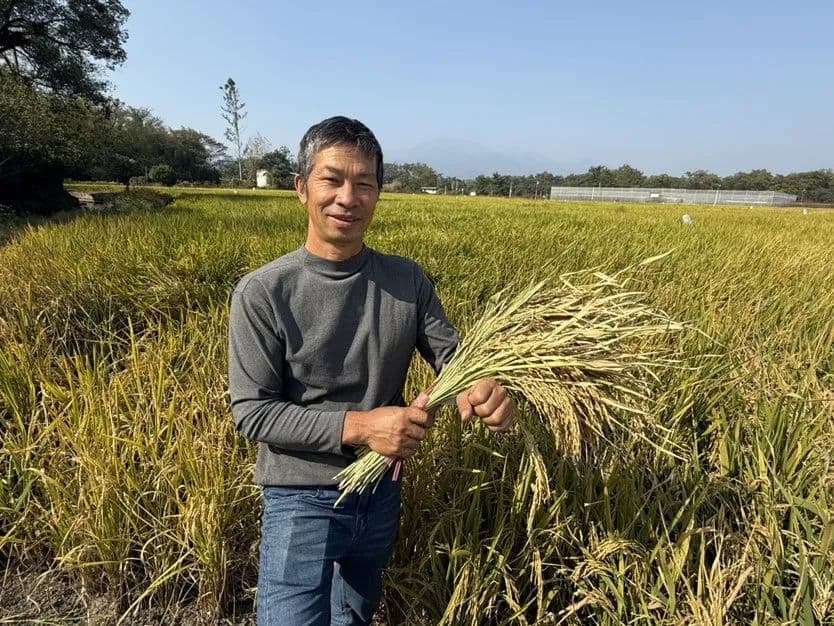 怀念“老味道”！桂林农民在一块田里种下了28种常规稻