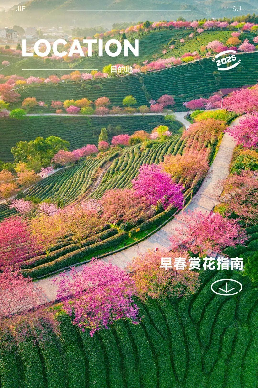 2025早春赏花指南：全球最大樱花基地，比日本美10倍！《国家地理》点名推荐
